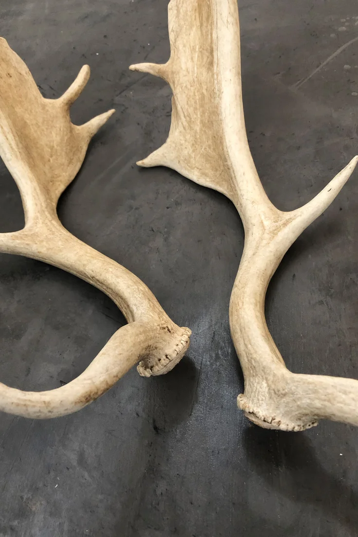 Fallow deer Antlers