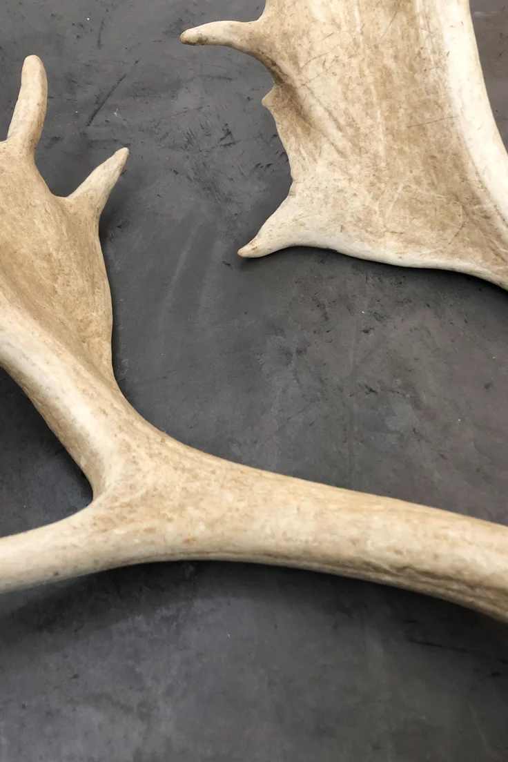 Fallow deer Antlers