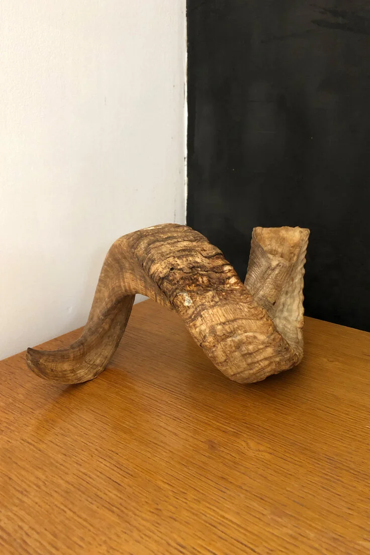 Rams Horn