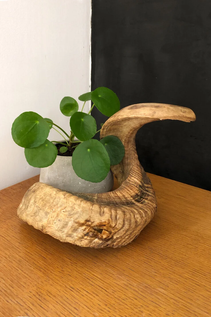 Rams Horn