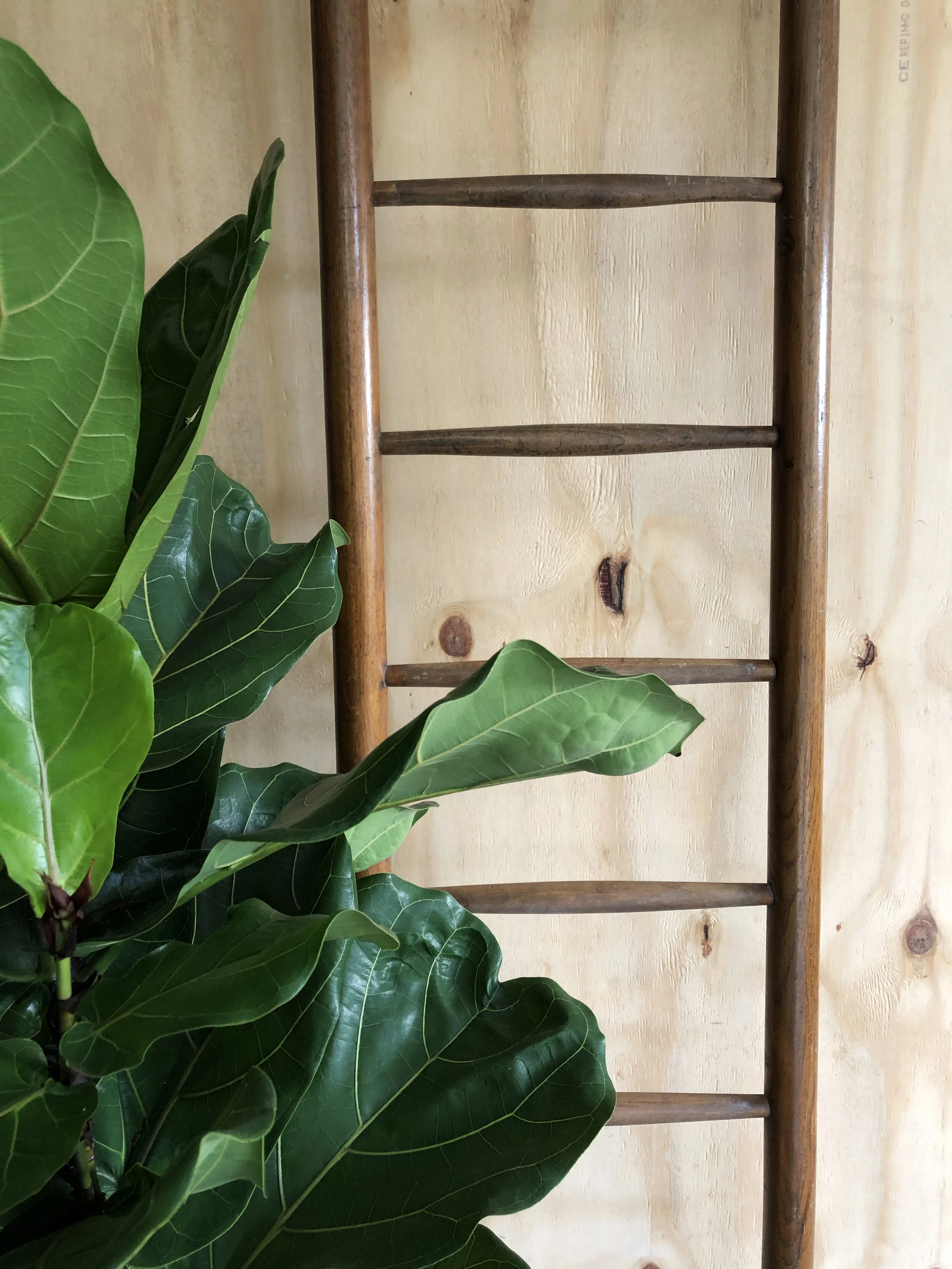 Vintage 13 rung beech ladder