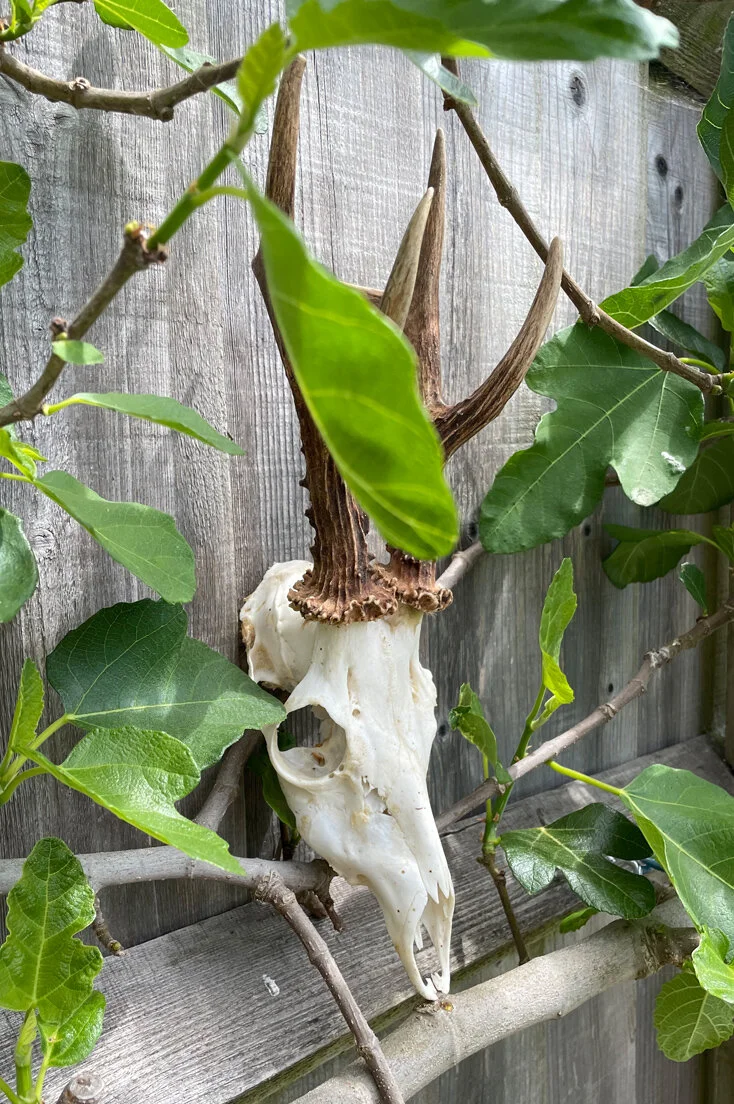 Roe Deer Skull and Antlers