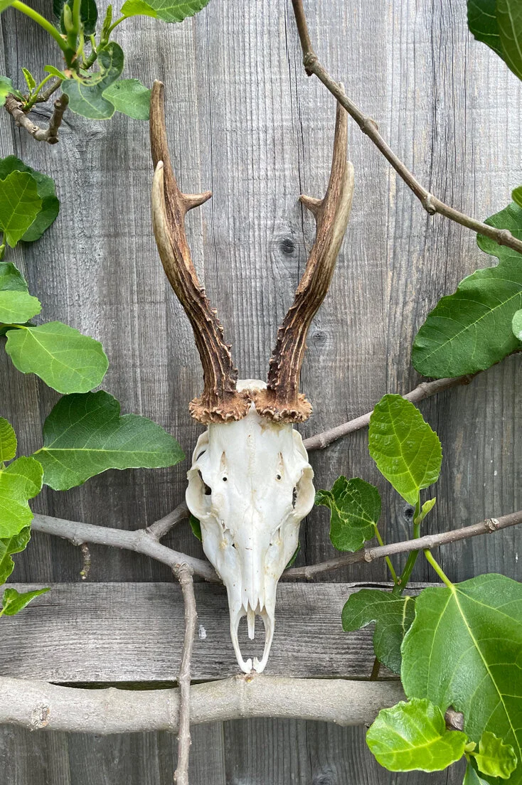 Roe Deer Skull and Antlers