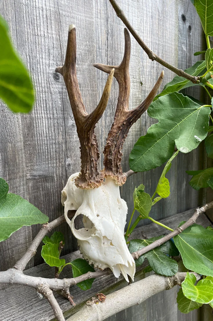 Roe Deer Skull and Antlers