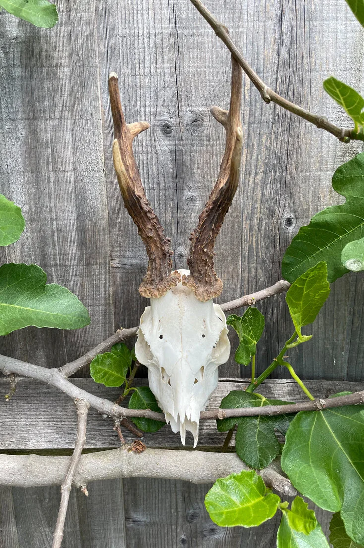 Roe Deer Skull and Antlers