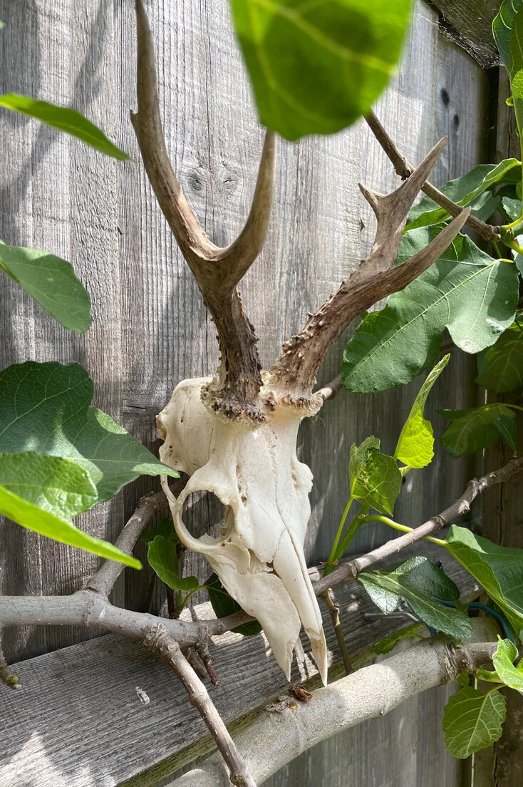 Roe Deer Skull and Antlers