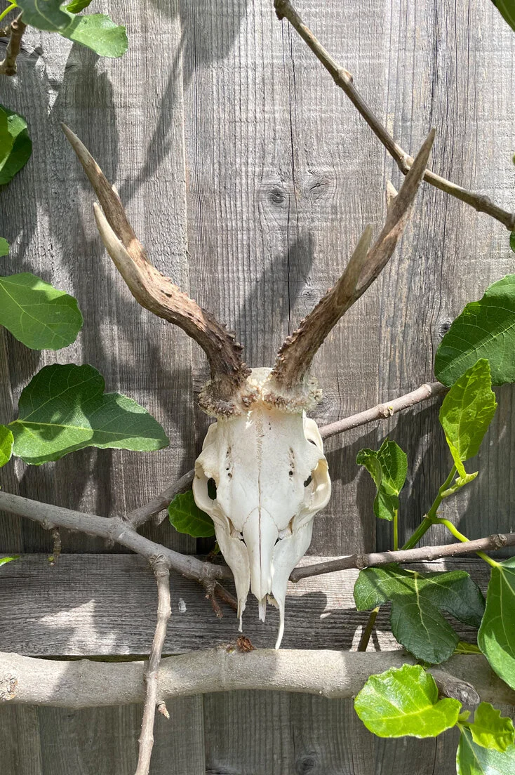 Roe Deer Skull and Antlers