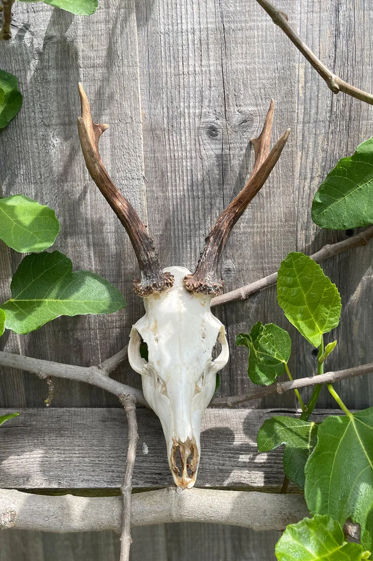 THOM21-Roe-deer-skull-antlers-A-02.jpg
