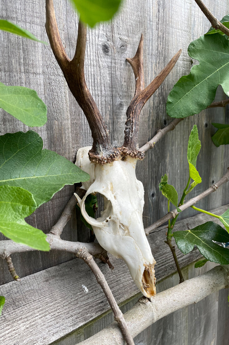 THOM21-Roe-deer-skull-antlers-A-01.jpg