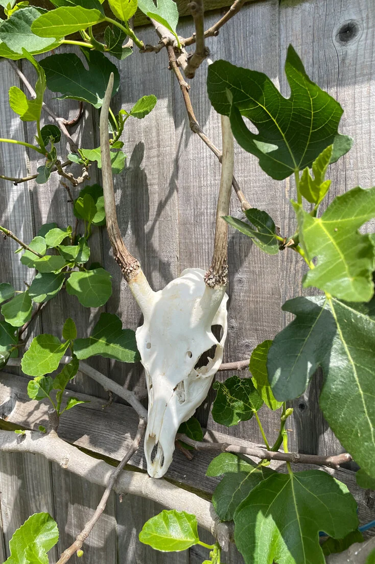 Large Roe Deer Skull and Antlers