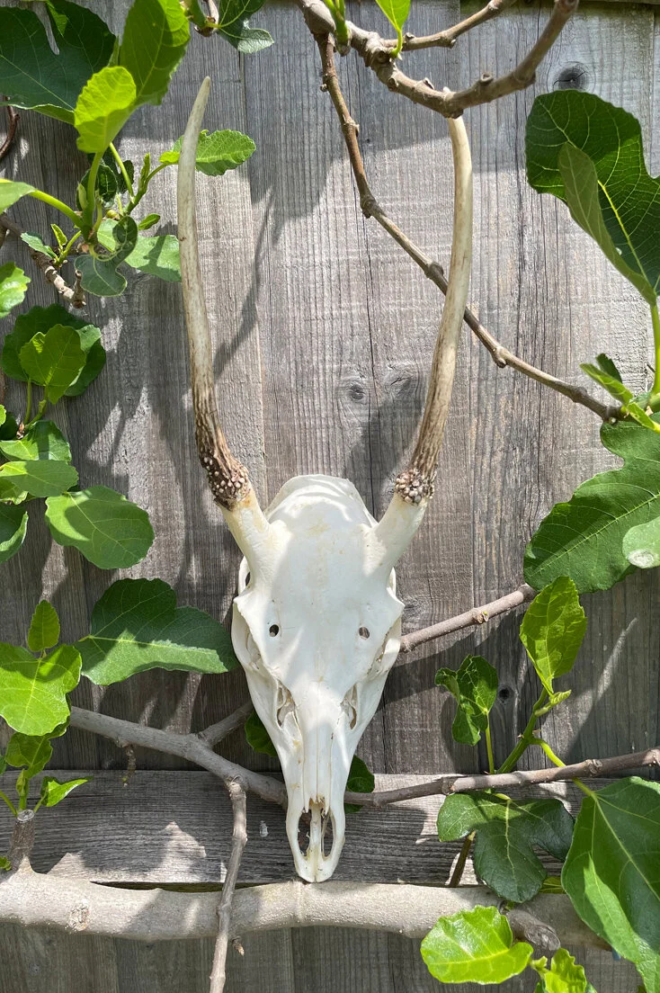 Large Roe Deer Skull and Antlers
