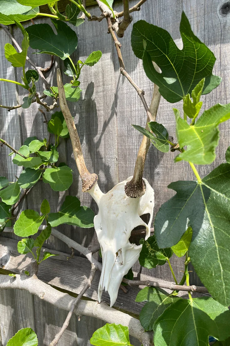 Large Roe Deer Skull and Antlers