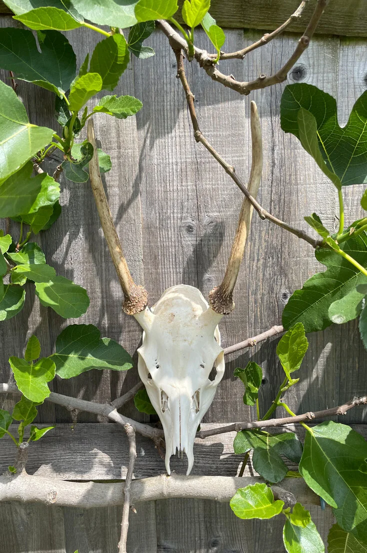 Large Roe Deer Skull and Antlers