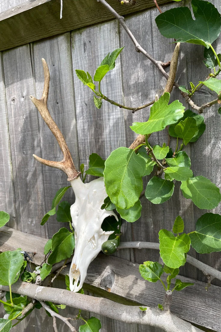 Large Roe Deer Skull and Antlers