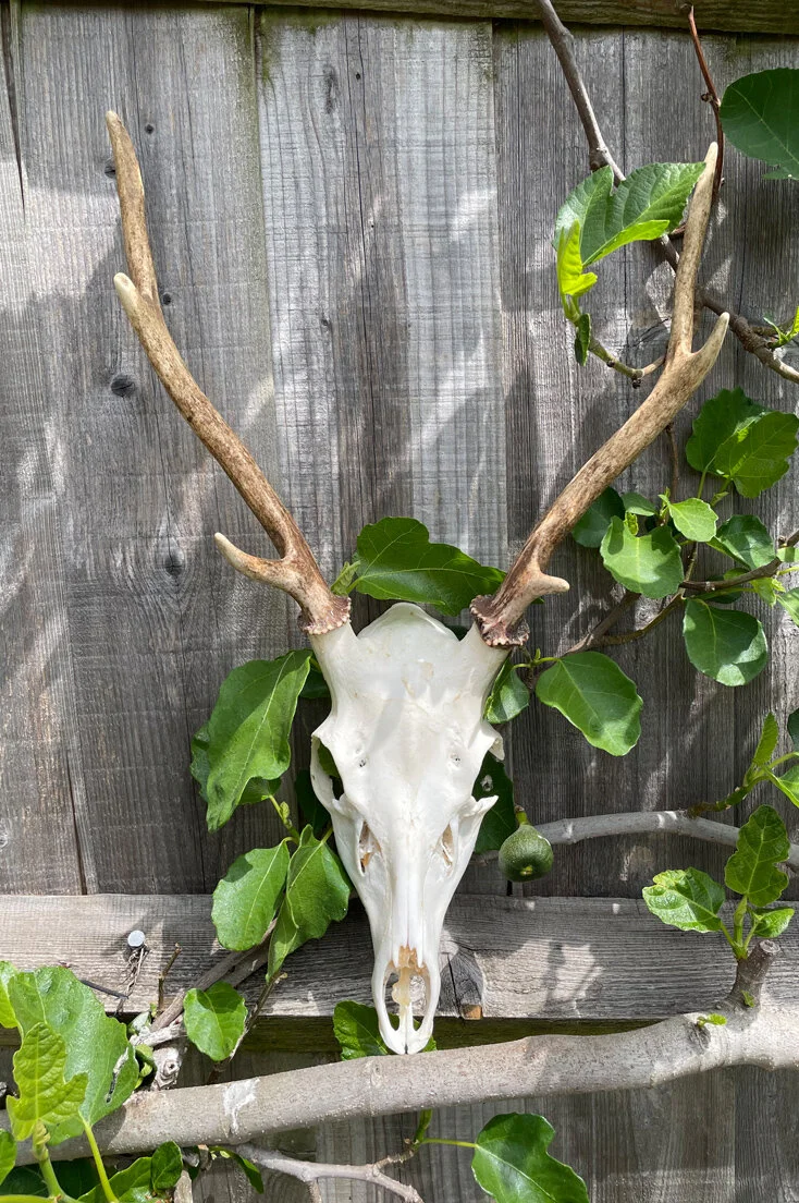 Large Roe Deer Skull and Antlers