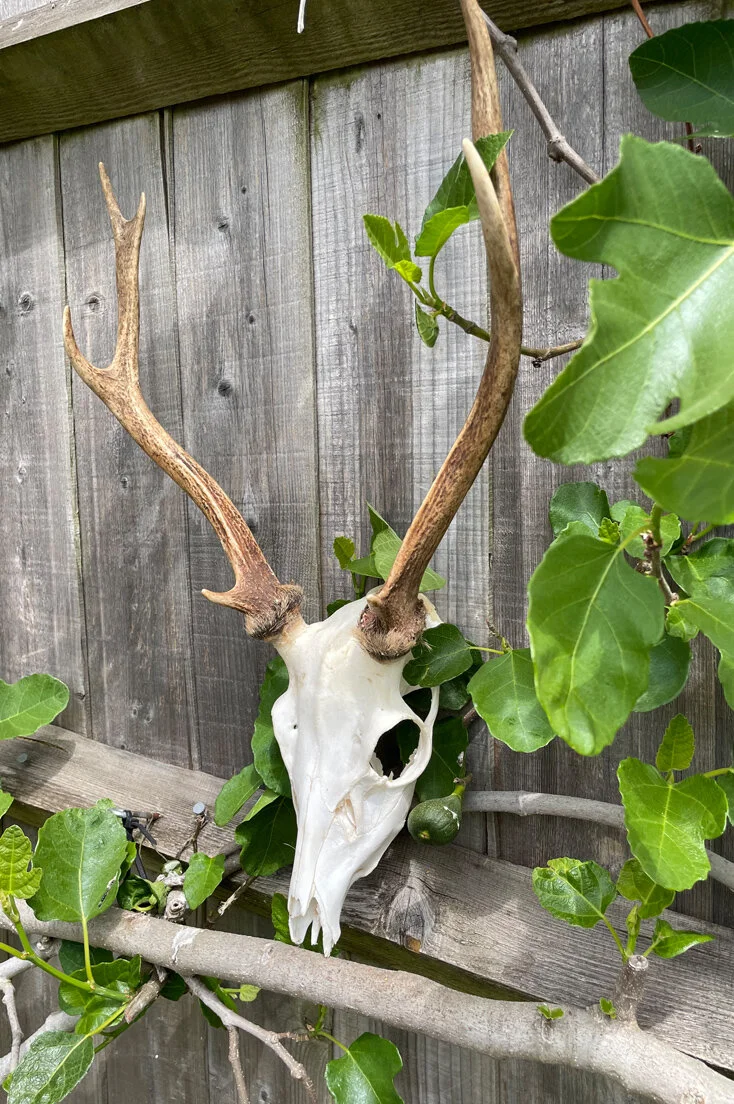 Large Roe Deer Skull and Antlers