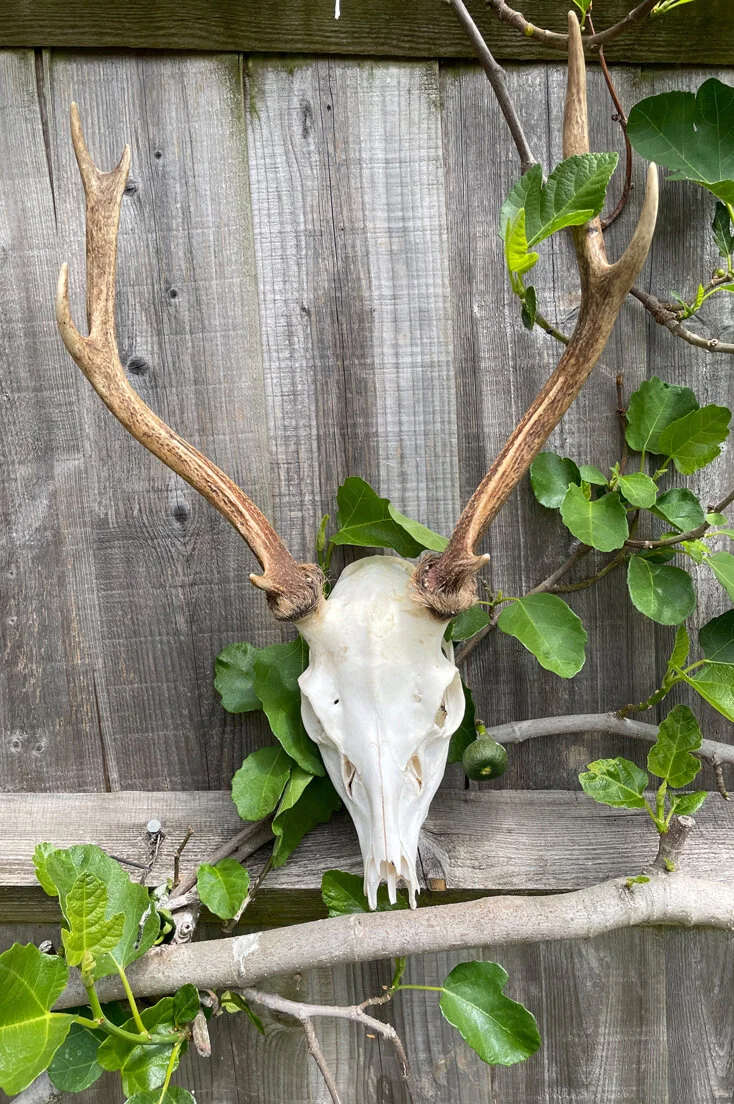 Large Roe Deer Skull and Antlers