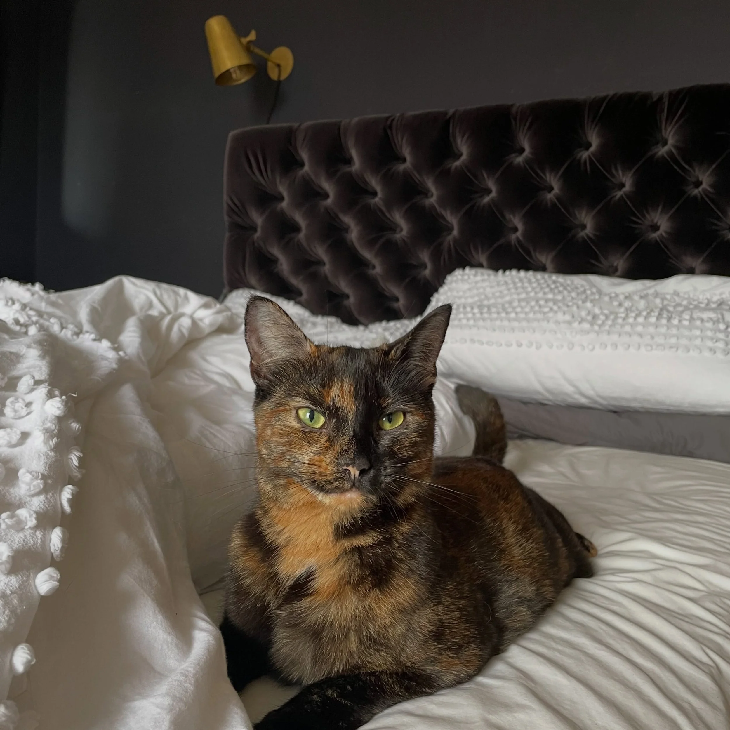 The headboard in the background is now in my daughters room covered in an entirely different fabric. I like to reuse when I can! Can we also just appreciate my cat pumpkin too 🎃 #upholsteredheadboard #halloween #catsofinstagram #tuftedheadboard #pum