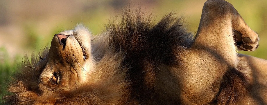 relaxedlion.jpg