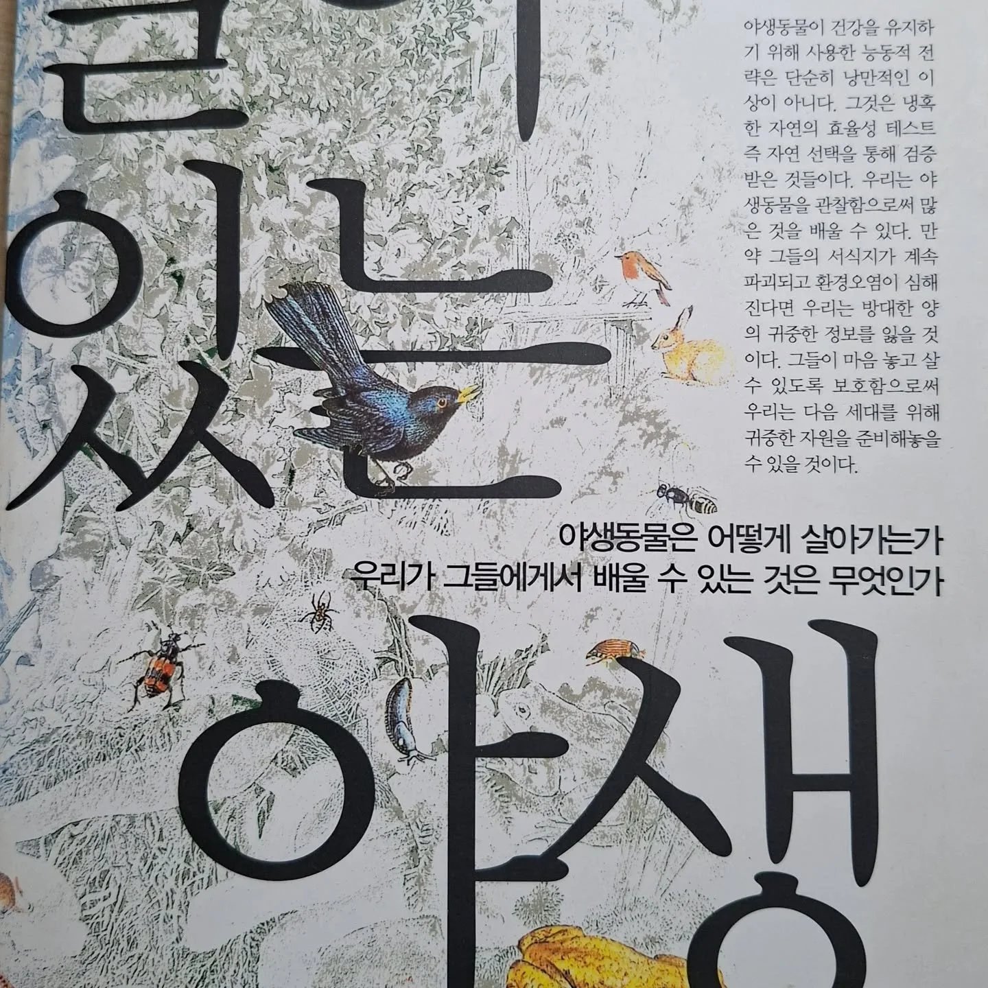 Just came across my Japanese copy of my first book, Wild Health. I don't understand what it says but how wonderfully beautiful; images and text! 
Publisher Yang-Moon.