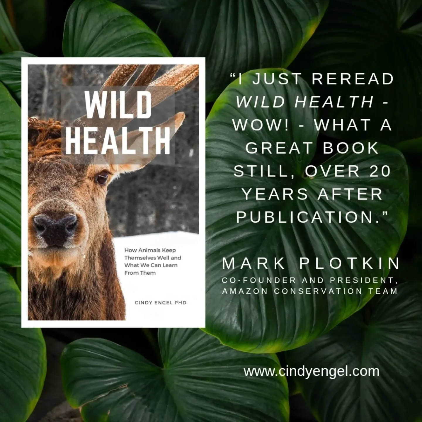 Wild animals self medicate their wounds, parasites, skin problems and even their mood. We humans can learn much from their approach to health maintenance which has no access to expensive pharmaceutical industry...

##animalselfmedication #zoopharmaco