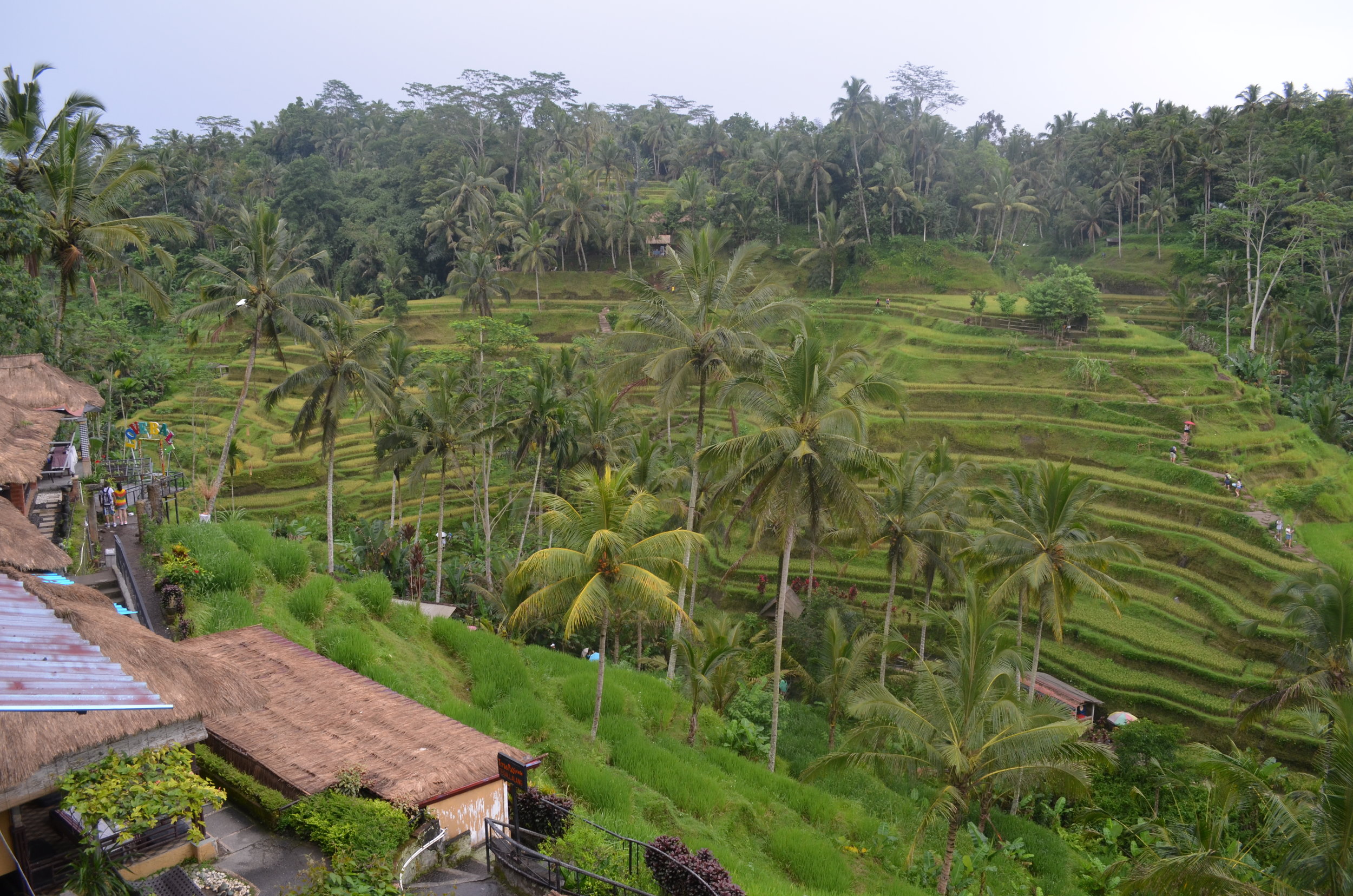 Rice Terraces.jpg