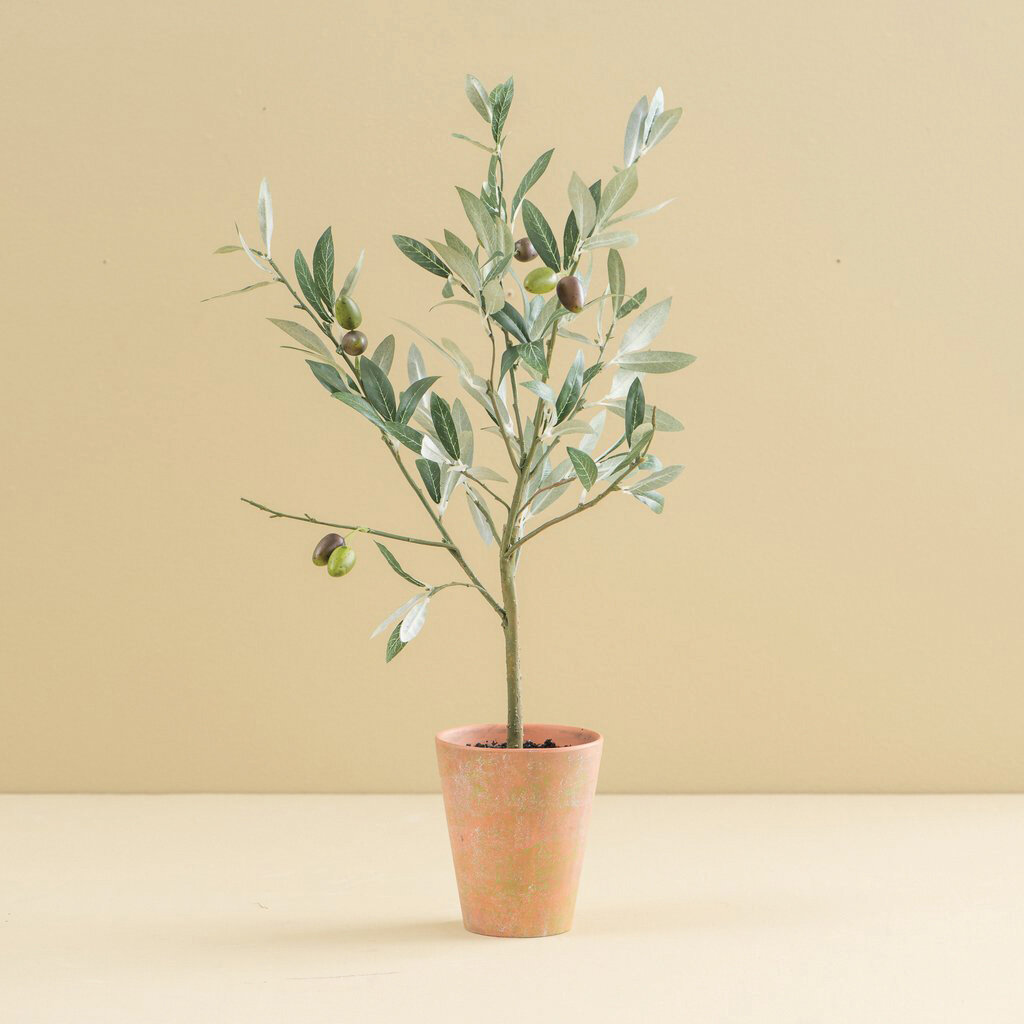   Olive Tree Topiary;  $48;  magnolia.com  