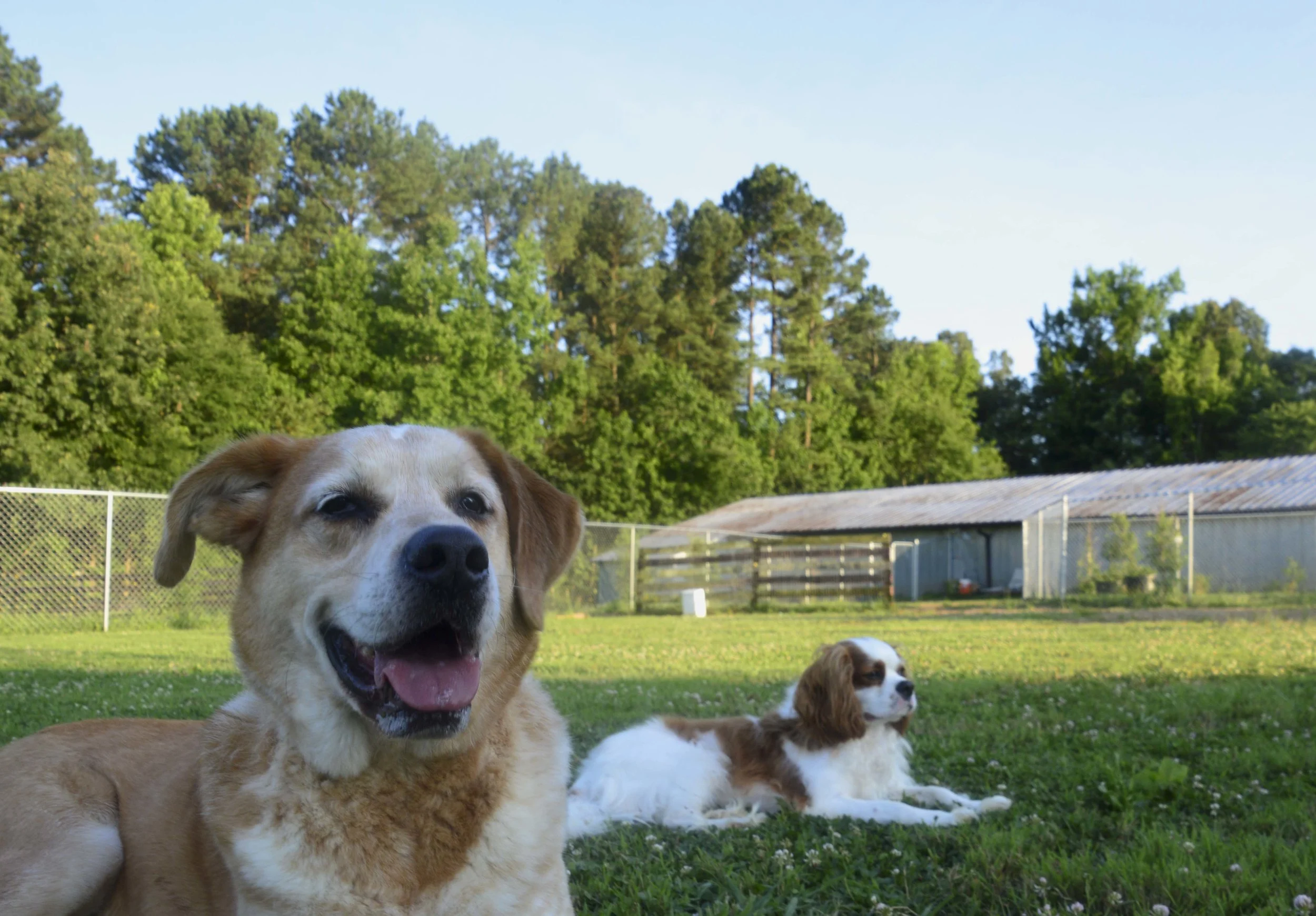 k9 ranch kennels