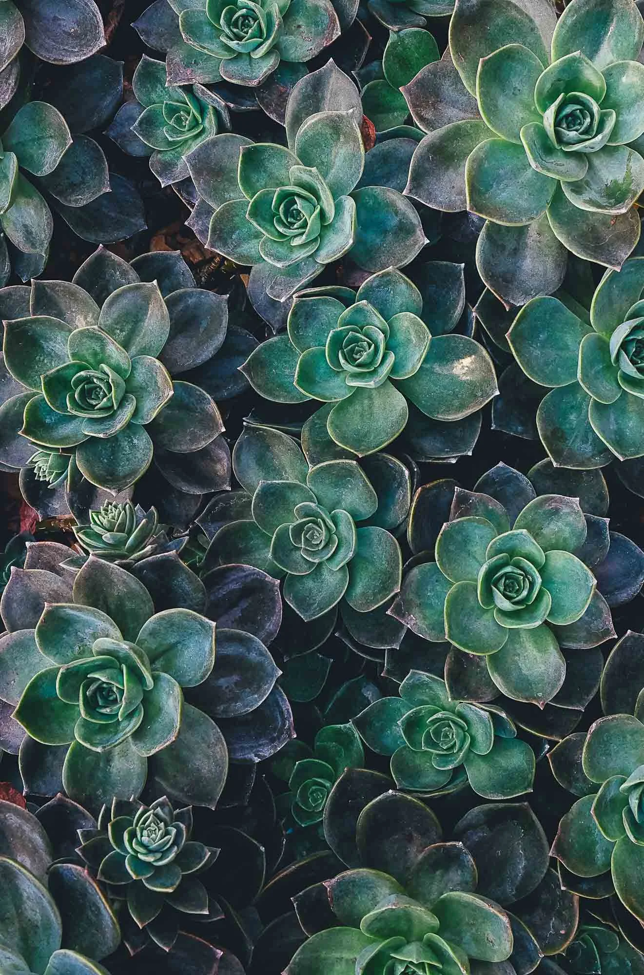 annie-spratt-42051-unsplash.jpg
