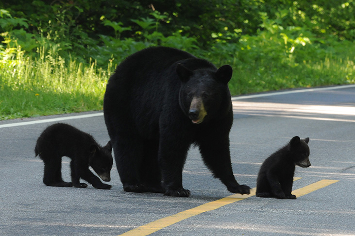 3 Bears