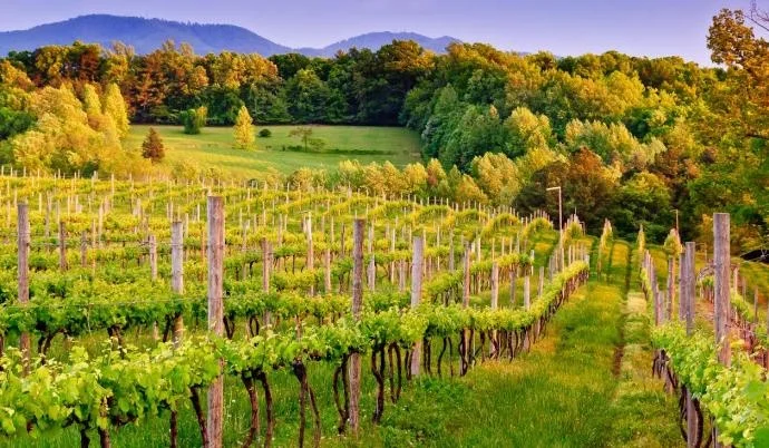 vineyardview.jpg
