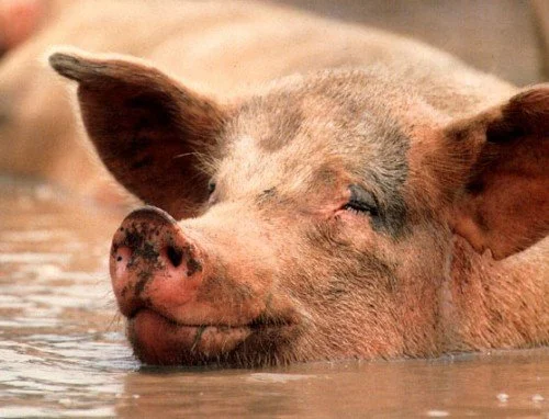 Pigs.jpg