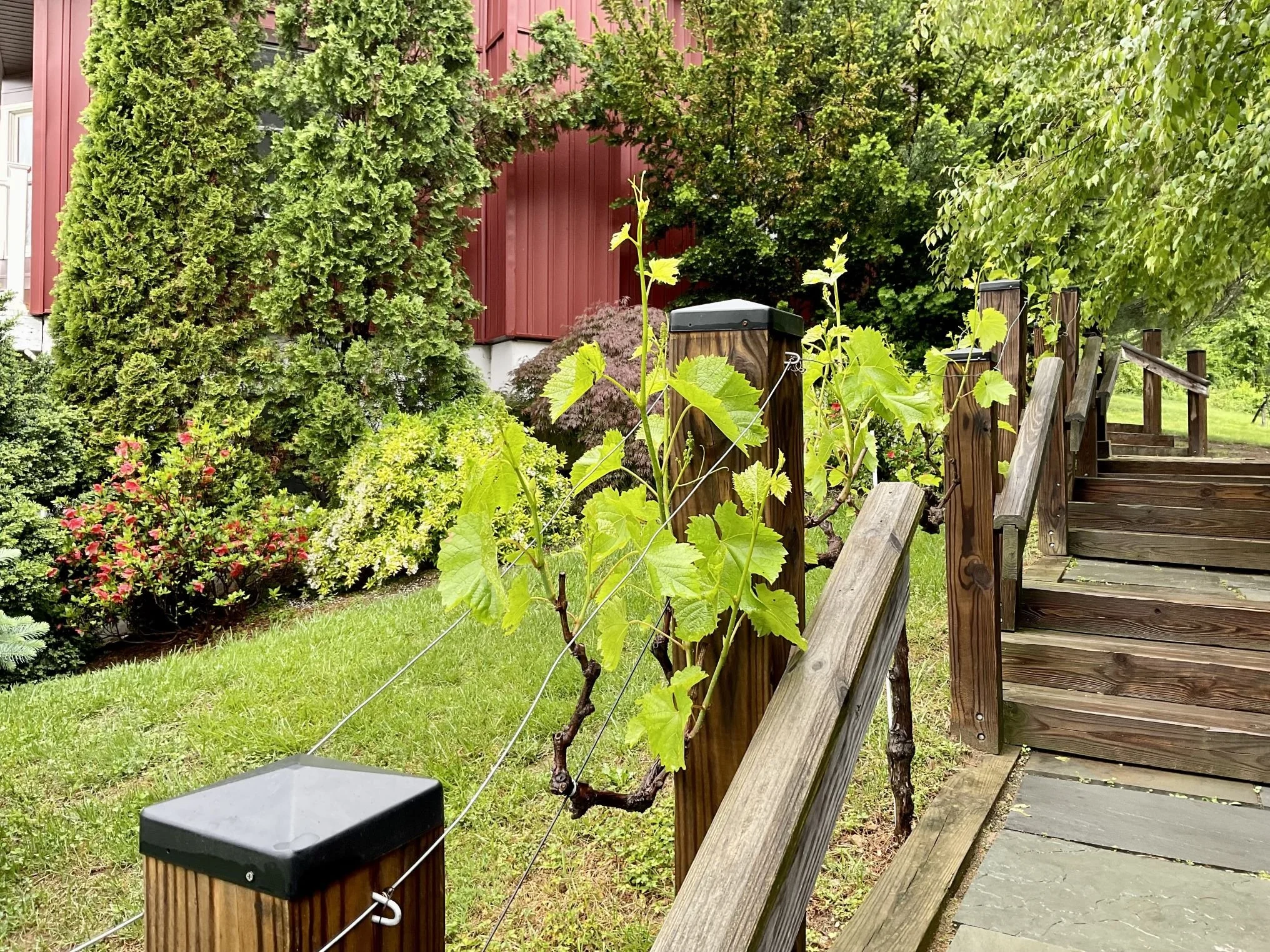 May in the Vineyard