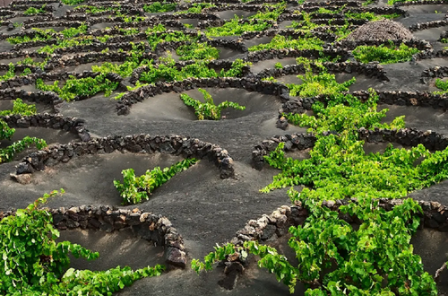Sized+volcanic+vineyard+(1).webp