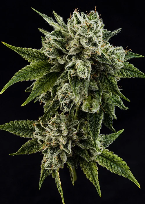 gorillaglue4.jpg