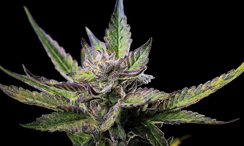 sour-banana-sherbert-strain.jpg
