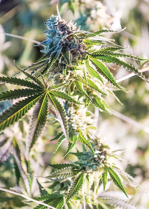 zkittlezstrain.jpg