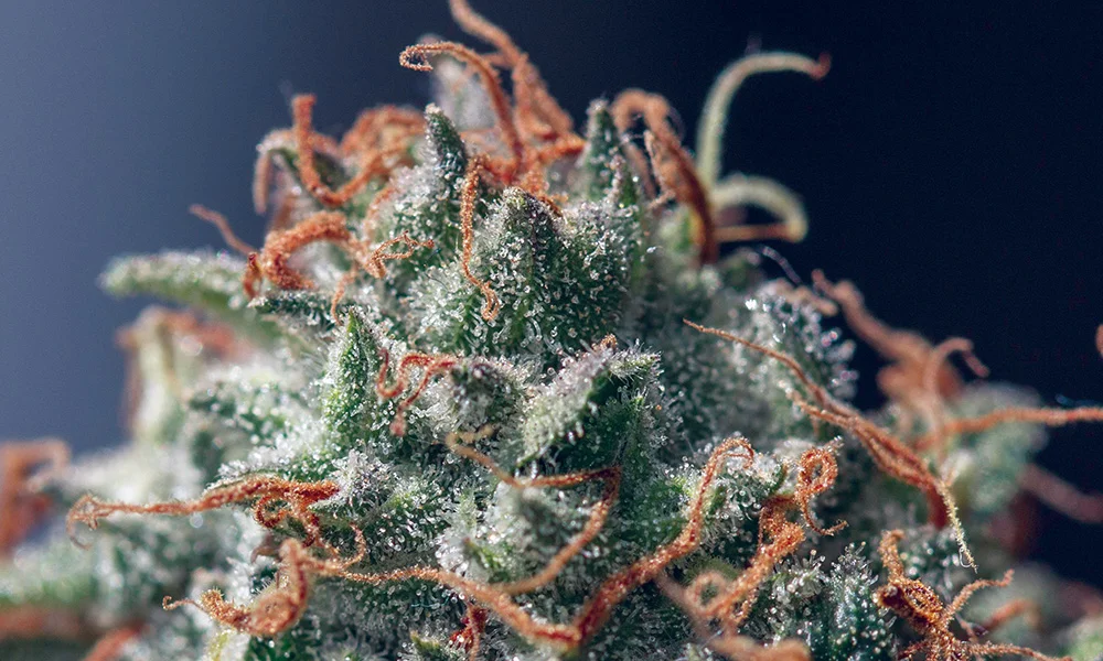 jackherer.jpg
