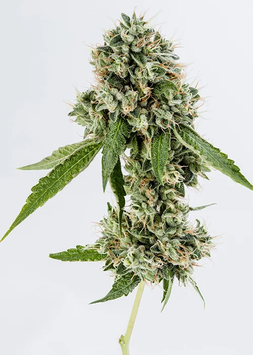 Kosher-Kush-Strain.jpg