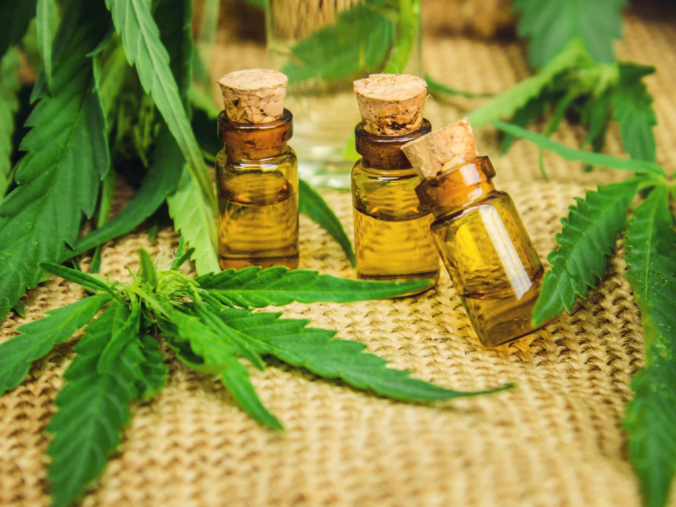 Senate Bill would allow k12 students to bring cannabis to school.jpg