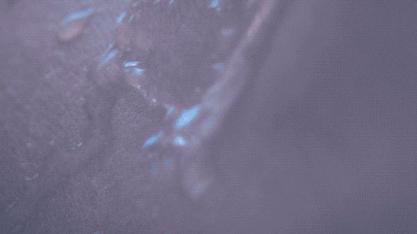 illicit_3.2022-04-03 18_44_21.gif