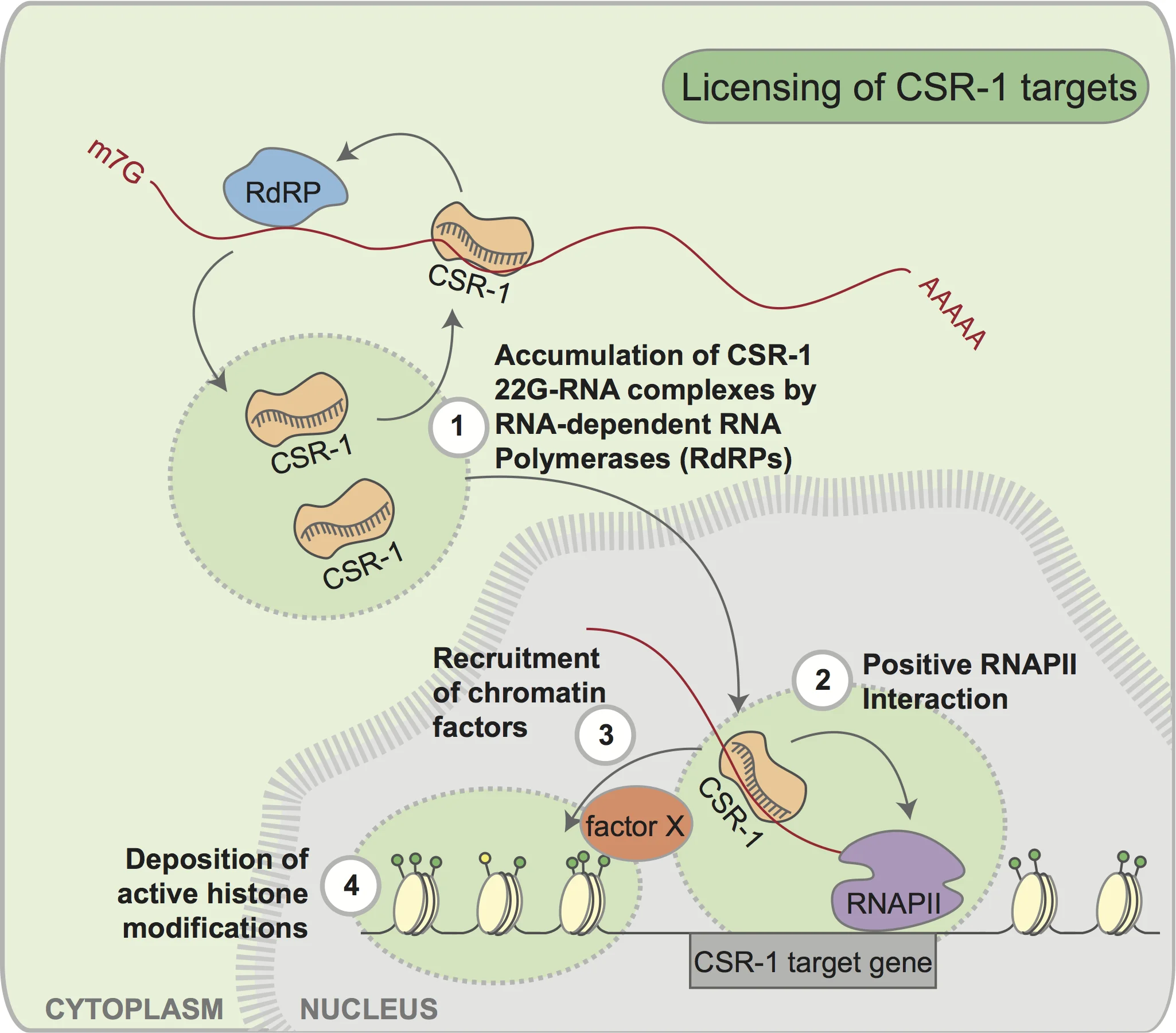 CSR-1 is an extremely interesting AGO protein. To learn more about CSR-1, check out this review by Chris, Monica and JC. To learn more about how CSR-1 antagonizes the piRNA pathway to promote germline gene expression, check out this commentary by Chris, Monica and JC.
