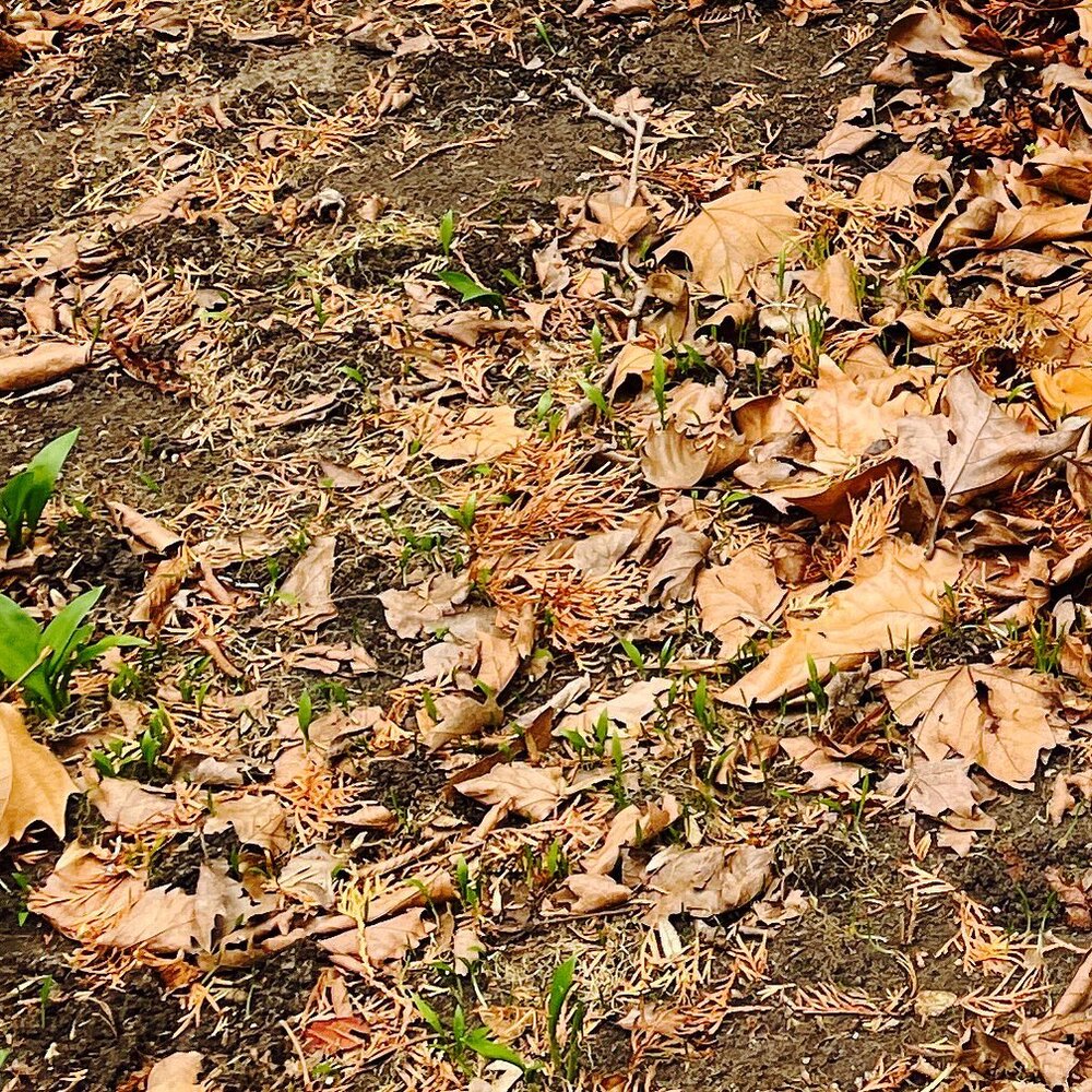 #europe #fr&uuml;hling #classizism #backyardgarden #nowar #nonuclar #peace #standwithhumanity #streetview #standwithukraine