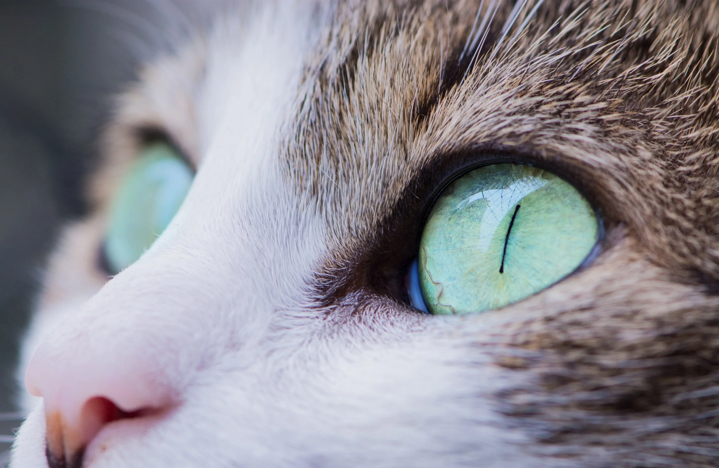 Photo by Antonio Lapa on Unsplash