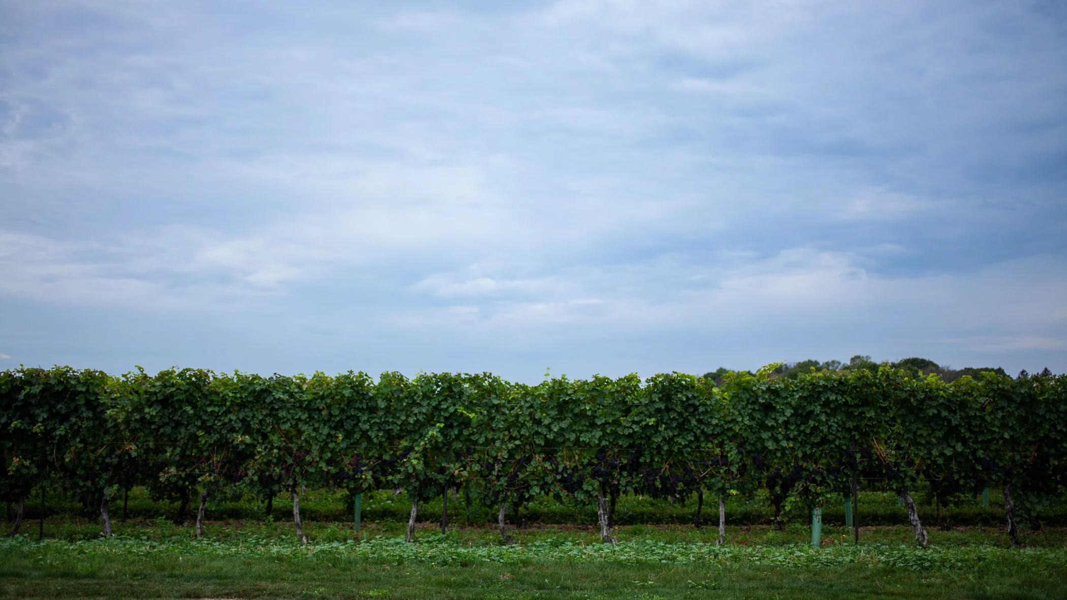 SameDayMagic | Lauren + Trevor-7942.jpg