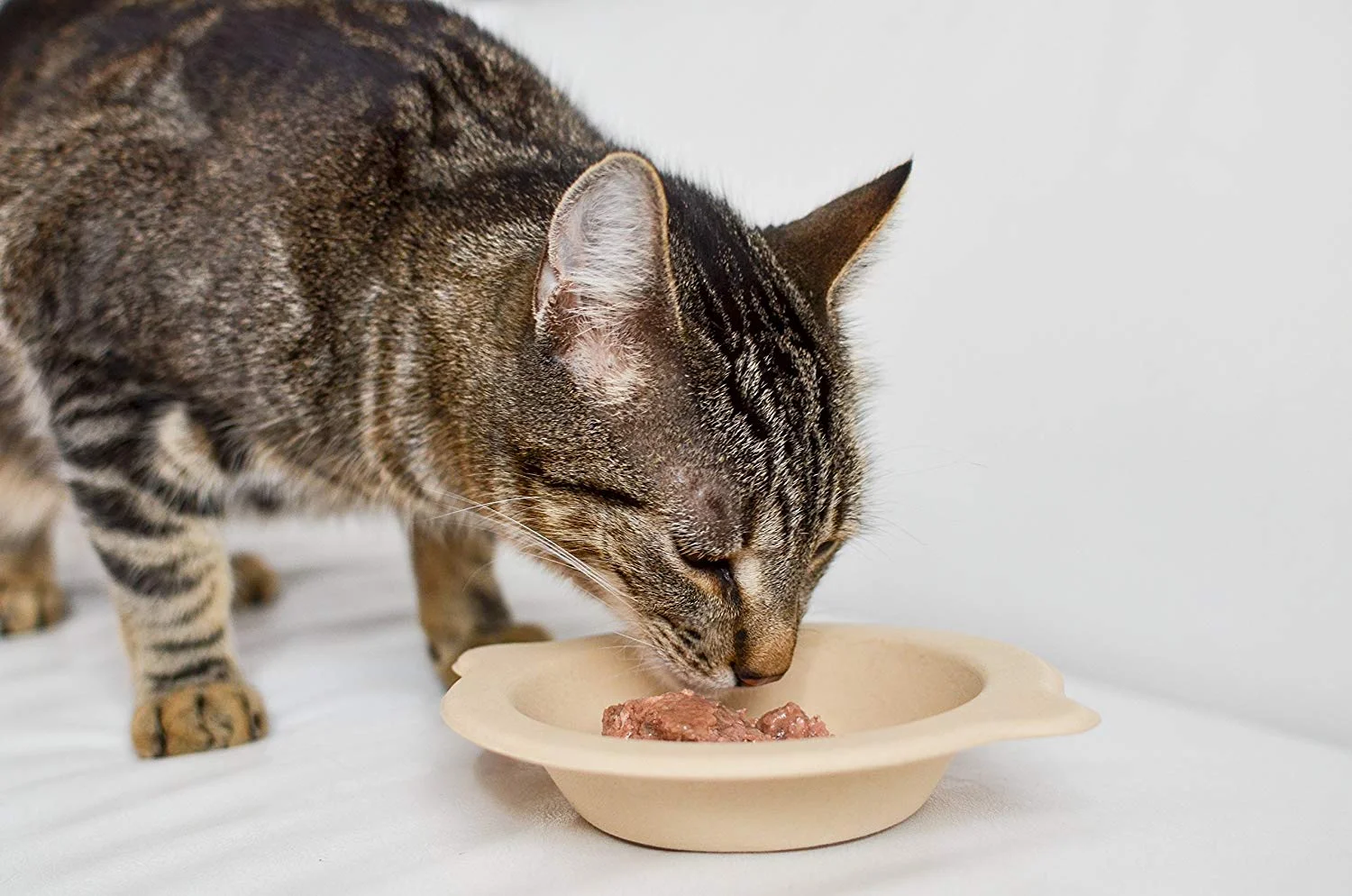 disposable cat dishes