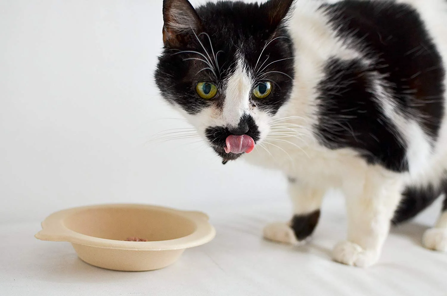 disposable cat bowls