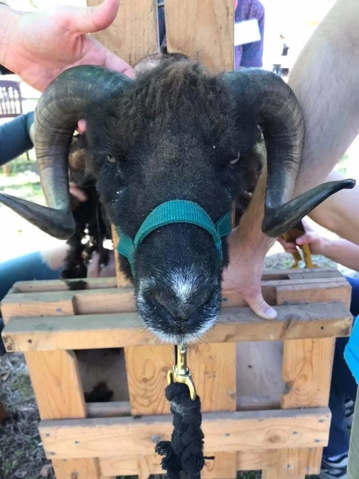 Spring Festival and Sheep Shearing