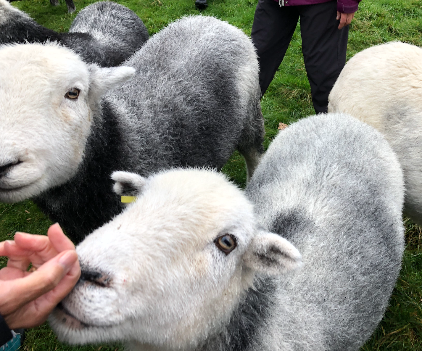 February Meeting: Wendy Avery presenting on Knitting in England/British Sheep Breeds