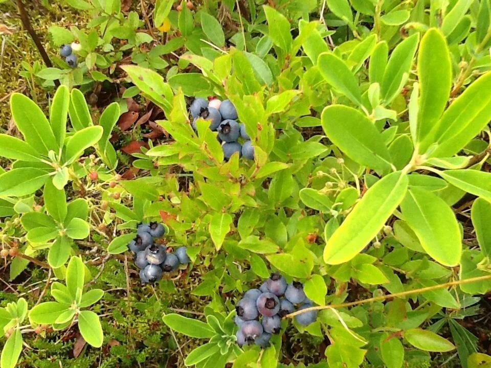 blueberries.jpg